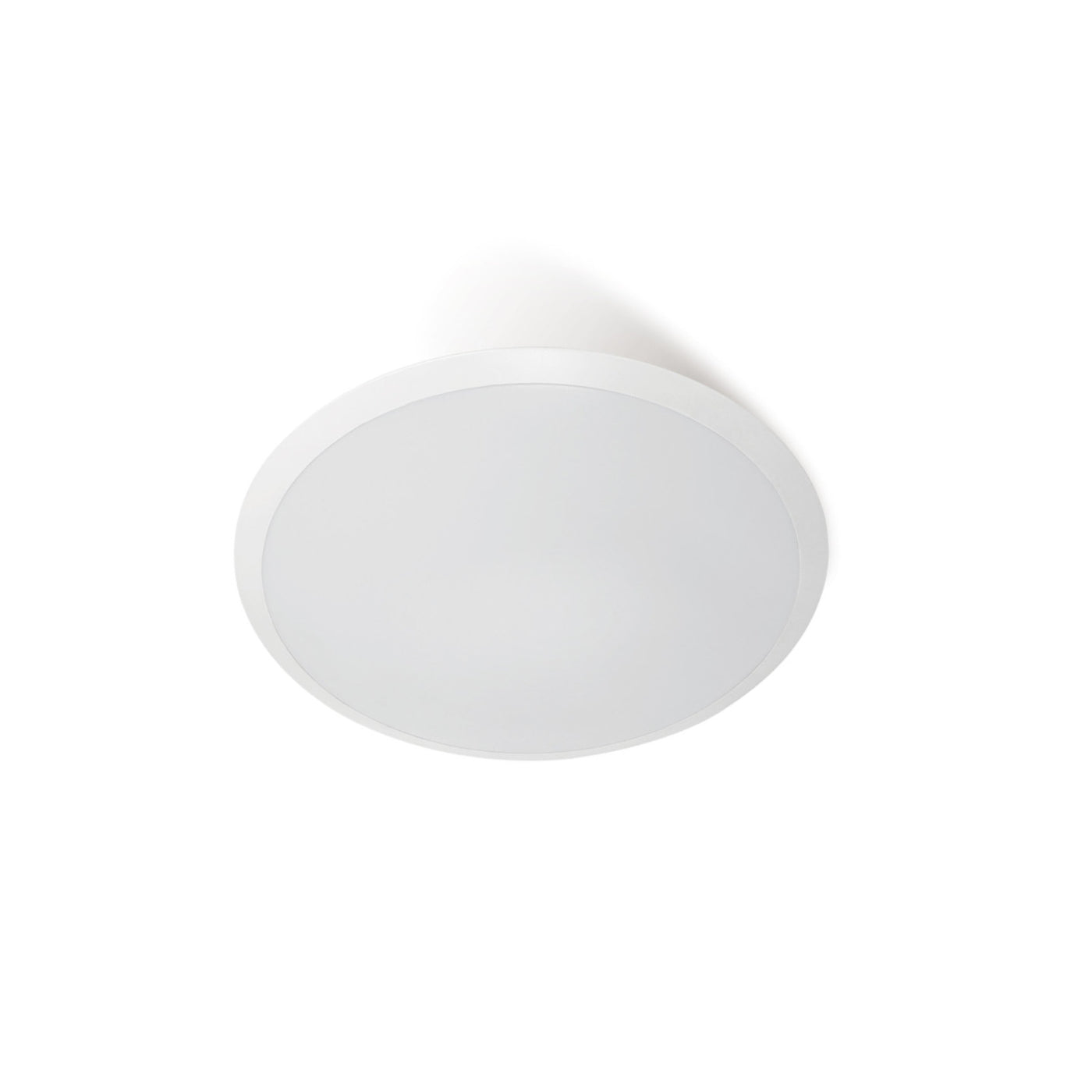 DOMINO OYSTER nonDim